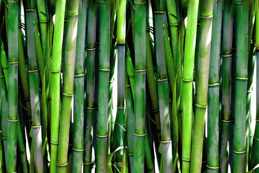 The 5 Fabulous Reasons Why Bamboo Extract Is Your New Favorite Ingredient